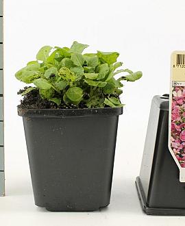 Arabis caucas. 'Pinkie' Pot 9 cm