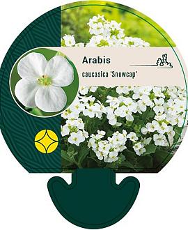 Arabis caucas. 'Snowcap' Pot 9 cm