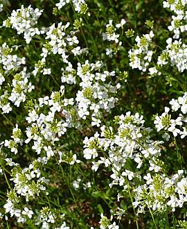 Arabis procurrens Pot 9 cm