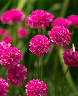 Armeria mar. 'Dusseldorfer Stolz' Pot 9 cm