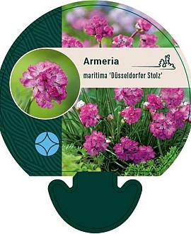 Armeria mar. 'Dusseldorfer Stolz' Pot 9 cm