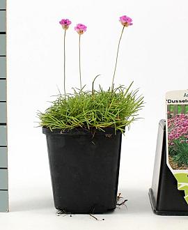 Armeria mar. 'Dusseldorfer Stolz' Pot 9 cm