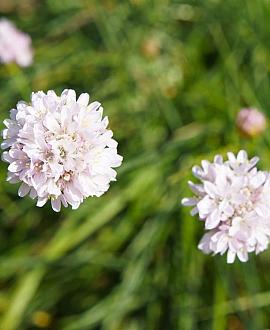 Armeria pseudarm. 'Ballerina White' Pot 9 cm