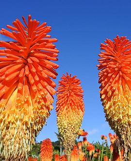 Kniphofia 'Alcazar' Pot 9 cm