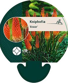 Kniphofia 'Alcazar' Pot 9 cm
