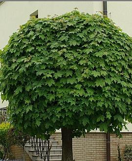 Acer plat. 'Globosum' Stam 220 cm (Stamomtrek 12-14 cm)