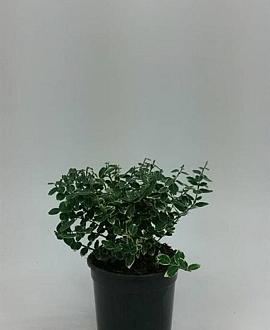 Euonymus fort. 'Emerald Gaiety' Pot 1,5 liter