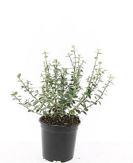 Euonymus fort. 'Emerald Gaiety' Pot 1,5 liter