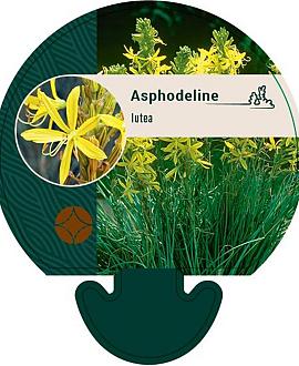 Asphodeline lutea Pot 9 cm