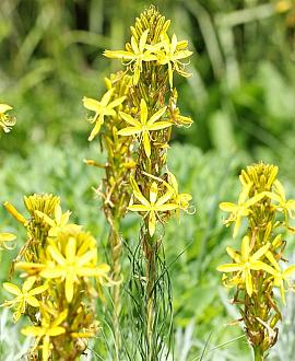 Asphodeline lutea Pot 9 cm