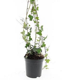 Hedera helix Pot 1,5 liter