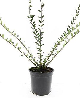 Lonicera pileata Pot 1,5 liter