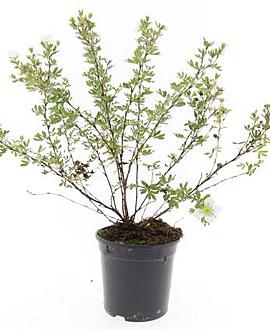 Potentilla f. 'Abbotswood' Pot 1,5 liter