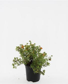 Potentilla f. 'Red Ace' Pot 1,5 liter