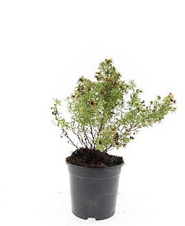 Potentilla f. 'Red Ace' Pot 1,5 liter
