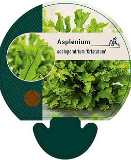 Asplenium scol. 'Cristatum' Pot 9 cm