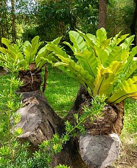 Asplenium scol. 'Cristatum' Pot 9 cm