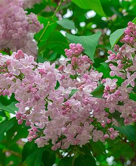 Syringa v. 'Krasavitsa Moskvy' 150 - 175 cm