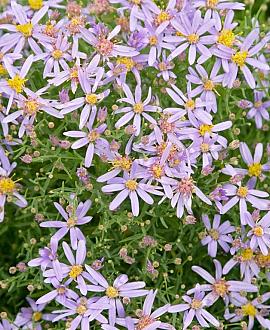 Aster ageratoides 'Adustus Nanus' Pot 9 cm
