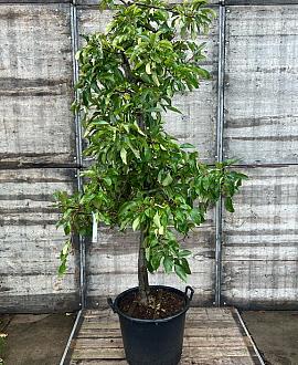 Malus d. 'Elstar' Pot 65 Liter (Stamomtrek 20-25 cm) Oud Fruit