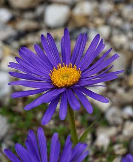 Aster alpinus 'Dunkle Schöne' Pot 9 cm
