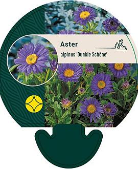 Aster alpinus 'Dunkle Schöne' Pot 9 cm