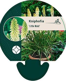 Kniphofia 'Little Maid' Pot 9 cm
