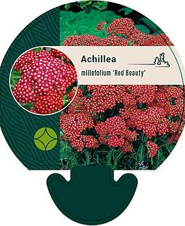 Achillea m. 'Red Beauty' Pot 9 cm
