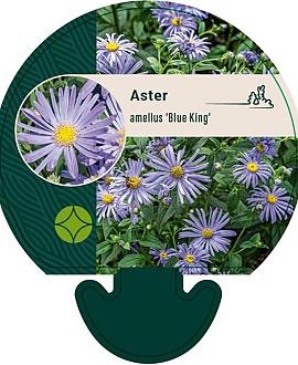 Aster amellus 'Blue King' Pot 9 cm