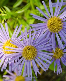 Aster amellus 'Blue King' Pot 9 cm