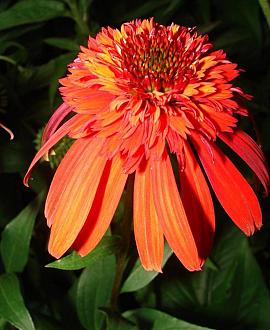 Echinacea purp. 'Irresistible' Pot 9 cm