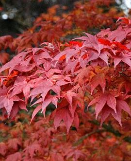 Acer palmatum Pot 6,5 Liter 