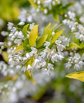 Deutzia gracilis Pot 2 Liter