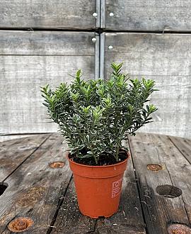 Euonymus jap. 'Microphyl. Albovar.' Pot 13 cm