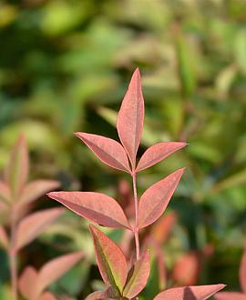 Nandina domestica Obsessed Pot 2 Liter