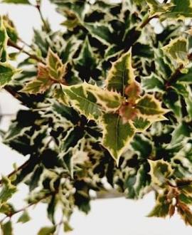 Osmanthus heter. 'Variegatus' Pot 2,5 Liter