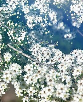 Aster ericoides 'Snowflurry' Pot 9 cm