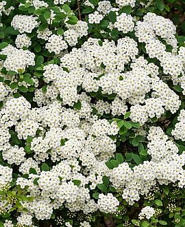 Spiraea nipp. 'Snowmound' Pot 3 Liter 