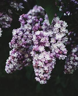 Syringa Dark Purple Pot 10 liter Laagstam