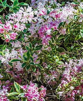 Weigela 'Nana Variegata' Pot 3 Liter 