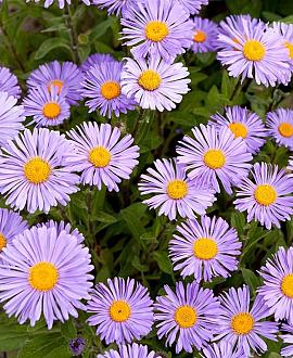 Aster (D) 'Herbstgr. v. Bresserhof' Pot 9 cm
