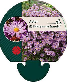 Aster (D) 'Herbstgr. v. Bresserhof' Pot 9 cm