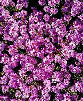 Aster (D) 'Kassel' Pot 9 cm