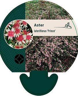 Aster l. 'Prince' Pot 9 cm