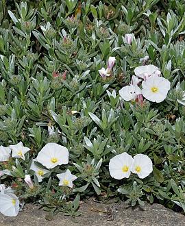 Convolvulus cneorum Pot 2 Liter