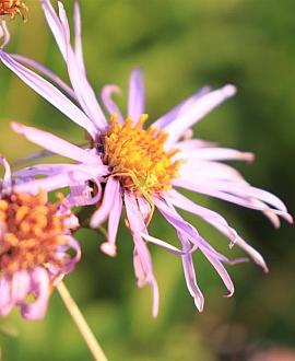 Aster macrophyllus Pot 9 cm