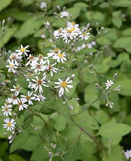 Aster macrophyllus 'Albus' Pot 9 cm