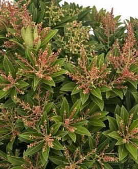 Pieris jap. 'Sarabande' Pot 20 Liter