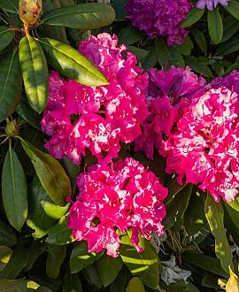 Rhododendron 'Nova Zembla' Pot 4 Liter 