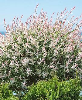 Salix integra 'Hakuro-nishiki' Pot 5 Liter Stam 60 cm